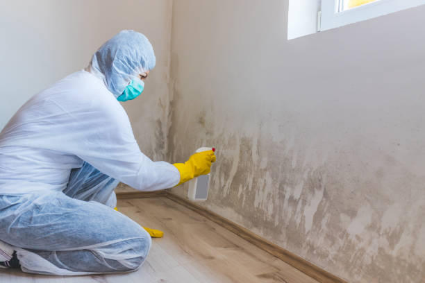 Licensed Black Mold Removal service in Oak Ridge, TN - WQB Mold Removal
