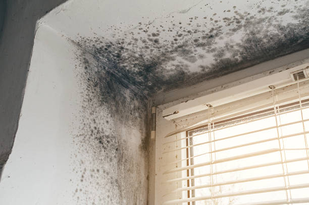 Affordable Black Mold Removal solutions in Oak Ridge, TN