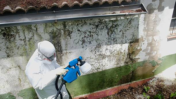 Top rated local Black Mold Removal specialists in Oak Ridge, TN